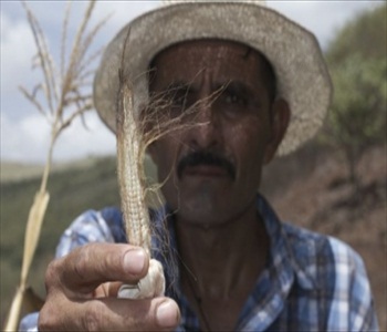 Prolonged drought creates food insecurity in Central America