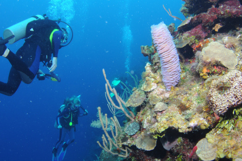Scuba diving in the Bay Islands of Honduras