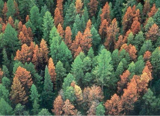 Honduras has ecological catastrophe with Southern pine beetle