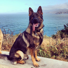 German Shepherd Breeders Near My Location