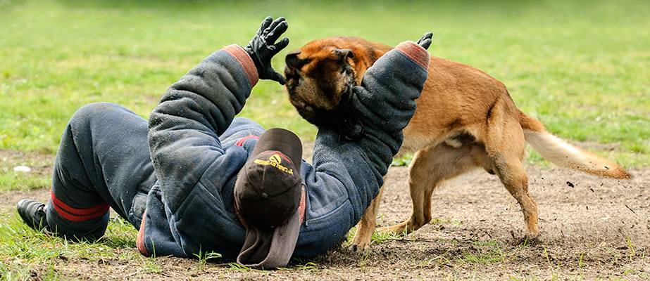 Police Dogs For Sale