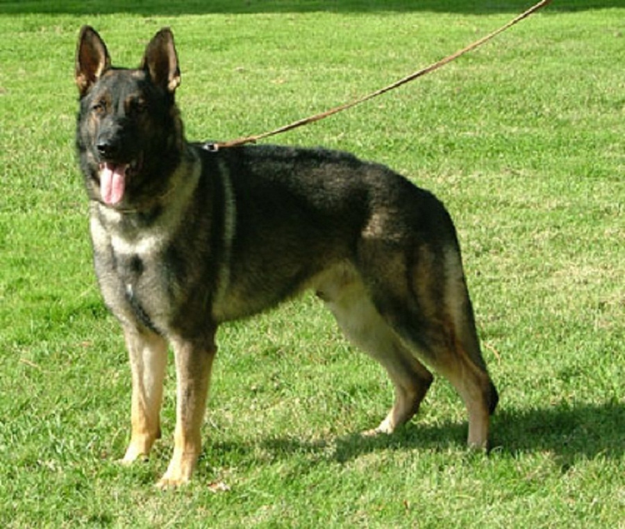 Dog Training Near Marysville