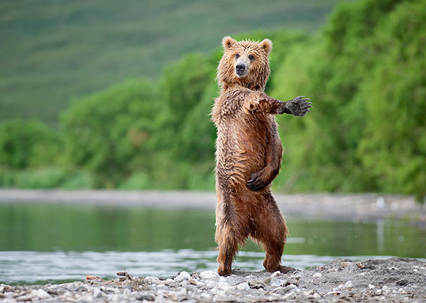 Bear Stew 2.11 episode artwork
