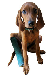 White Stuff Dog Casts